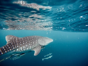 A large whale shark swims peacefully in clear blue ocean waters, accompanied by smaller fish swimming alongside. The sunlight creates patterns on the water's surface, casting a serene ambiance.
