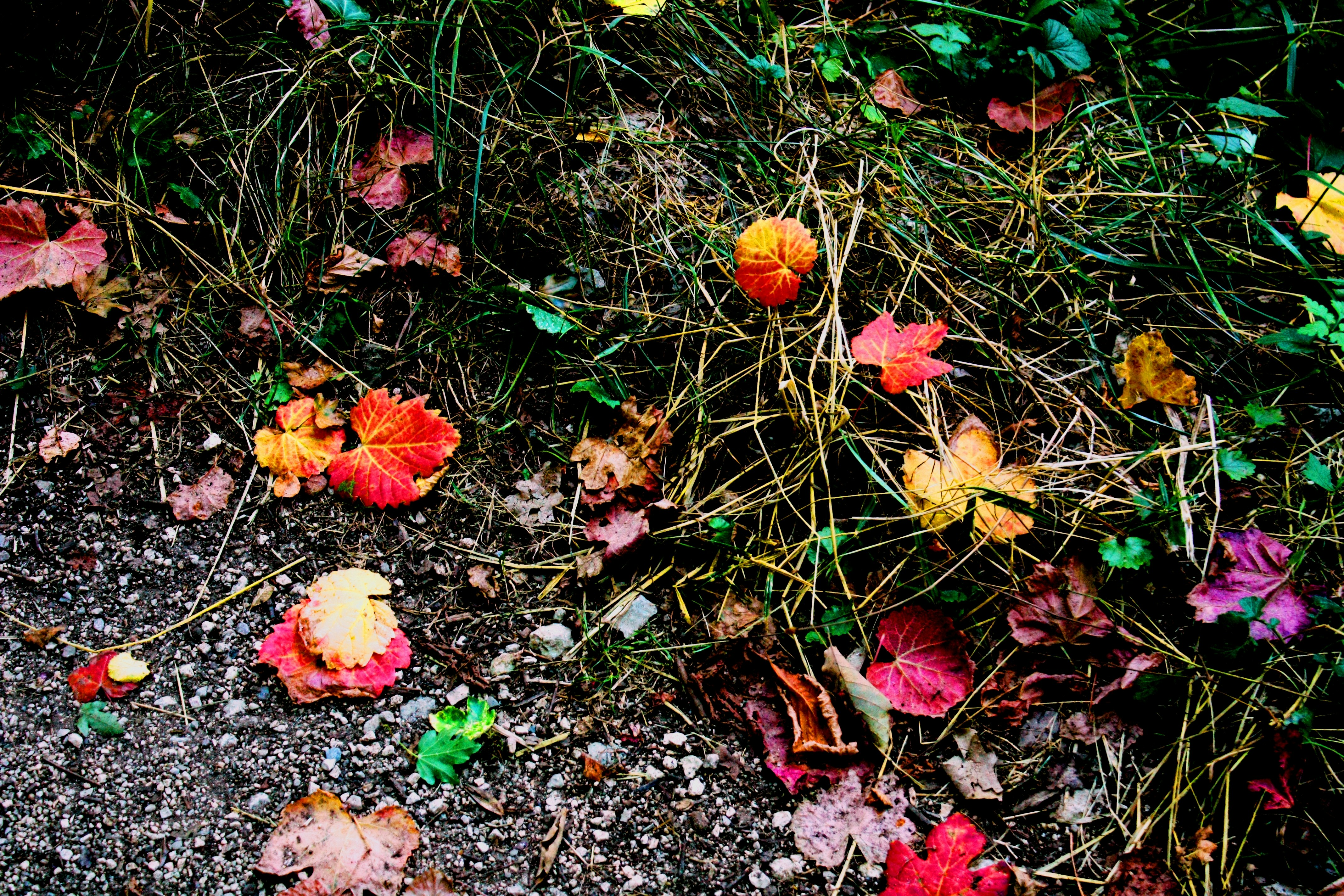 Free Unsplash photo from Pauline Leclercq