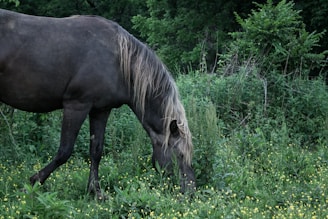 A beautiful Friesian horse grazing in a lush green pasture.
