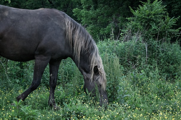 A beautiful Friesian horse grazing in a lush green pasture.