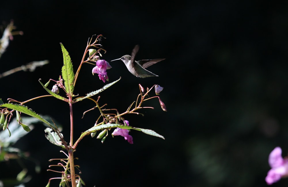 紫色の花の近くを飛ぶ茶色のハチドリ