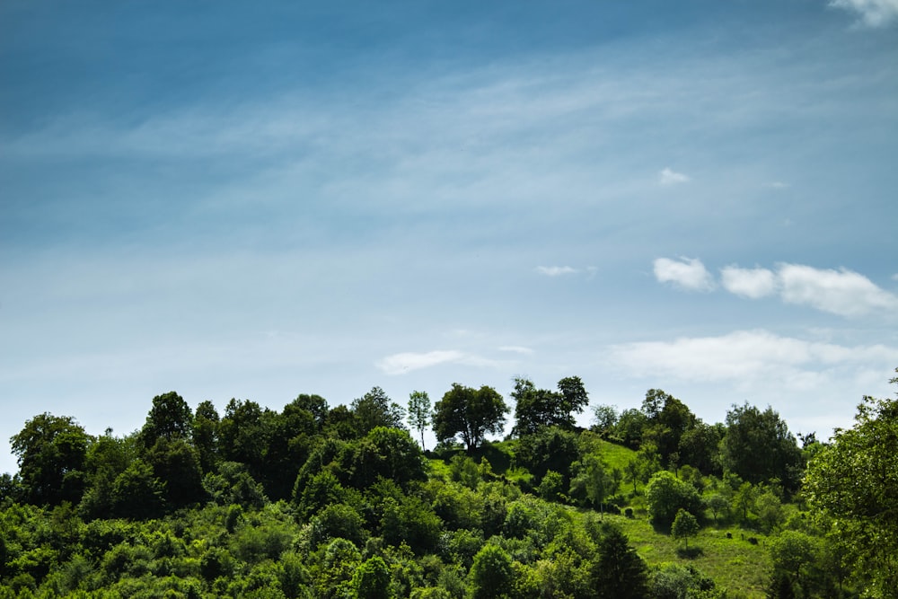 green trees under blue sky during daytime