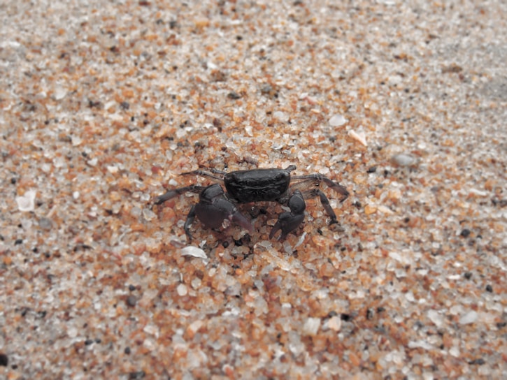 A small crab is positioned on a sandy surface, blending well with the brown and tan grains of sand surrounding it. The crab's dark exoskeleton provides a strong contrast against the lighter sand.