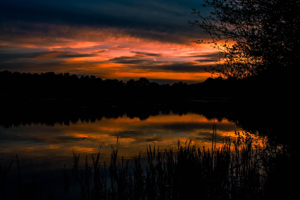 silhouette of trees during sunset