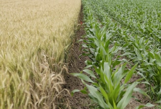 A field with two distinct sections of crops separated by a line of soil. On the left, mature golden wheat stalks stand densely packed together, while on the right, there are rows of young, green corn plants with fresh leaves.