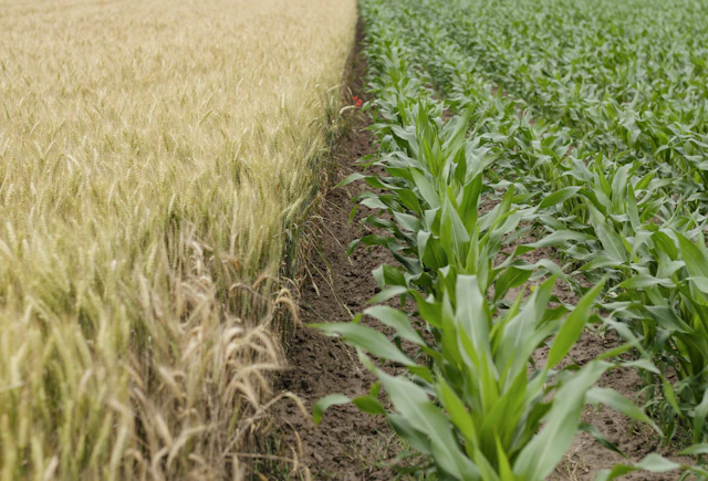 Grain and maize crops meeting at a field boundary