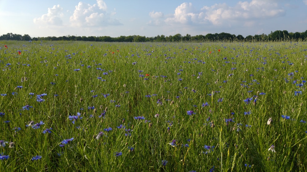 green grass field