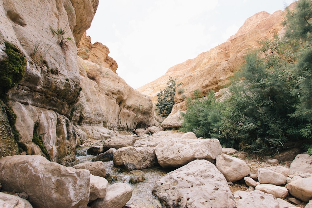 roca al lado del valle y los arbustos