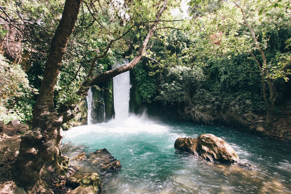 green and white body of water near forest