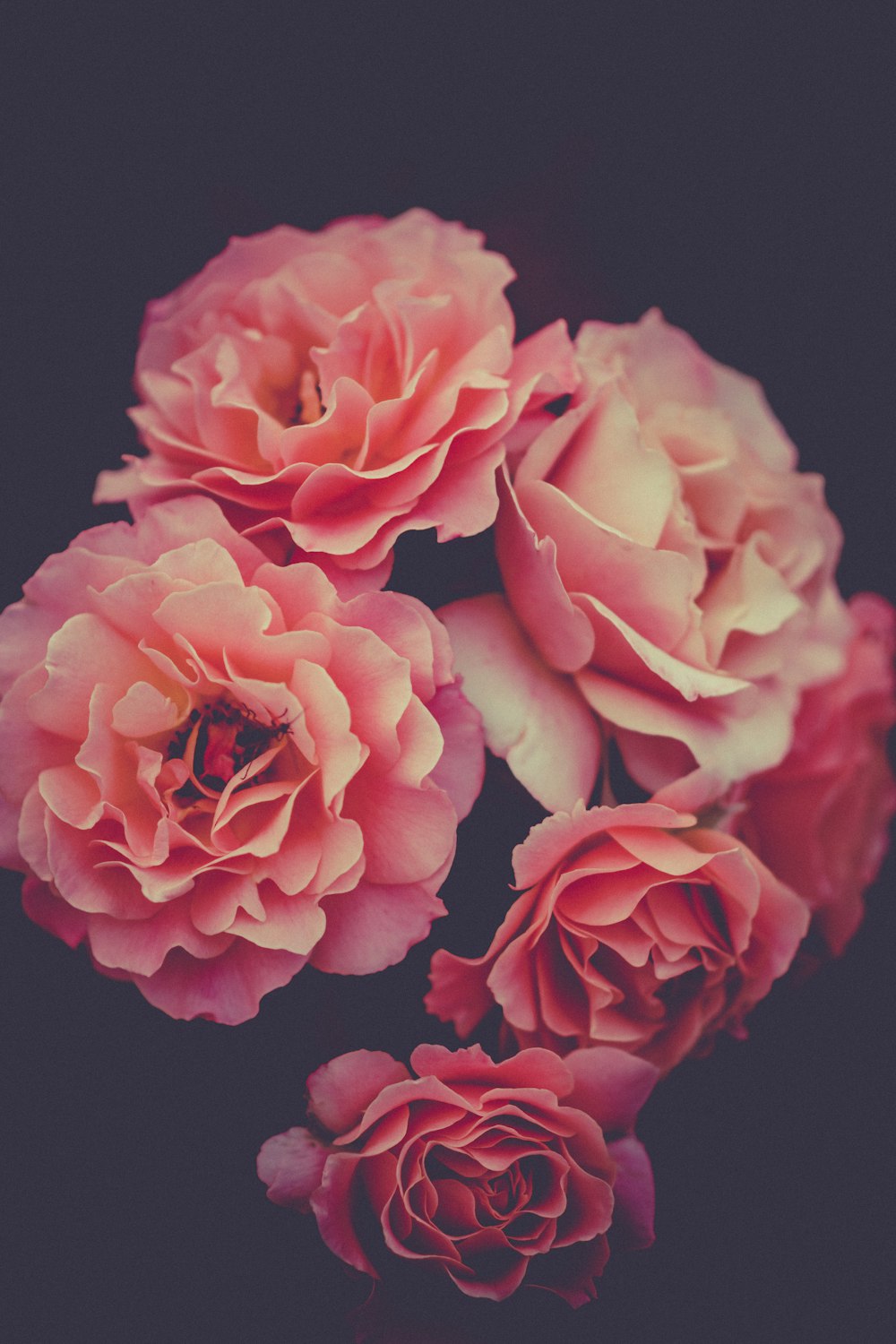 500 Flower Images Hq Download Free Flower Pictures On Unsplash