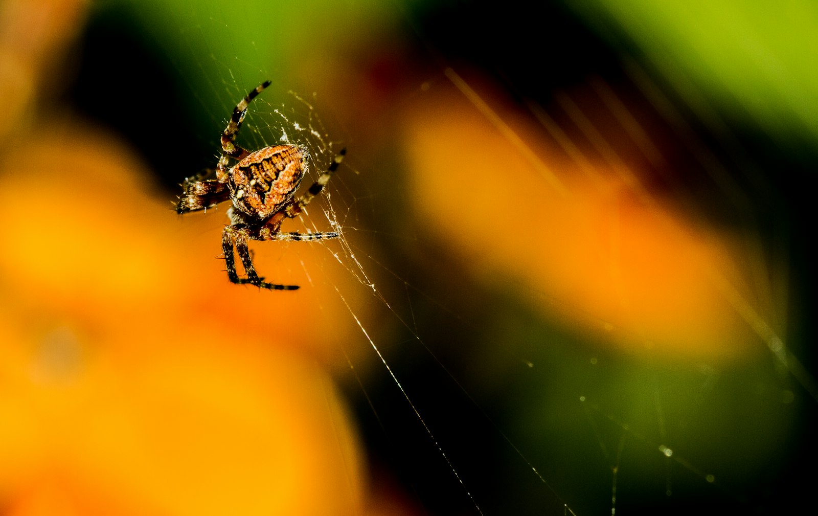 Canon EOS 7D + Canon EF 100mm F2.8L Macro IS USM sample photo. Closeup photo of spider photography