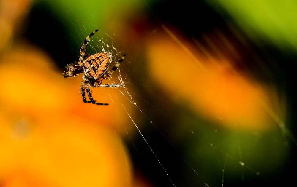 Nahaufnahme der Spinne auf dem Spinnennetz