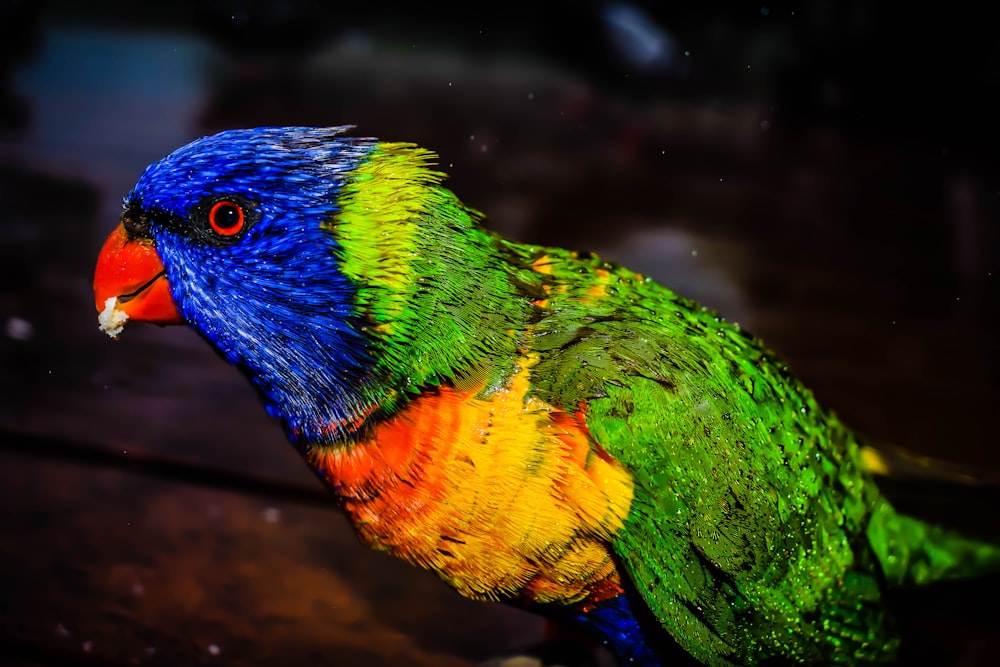 녹색과 여러 가지 빛깔의 앵무새의 근접 촬영 사진