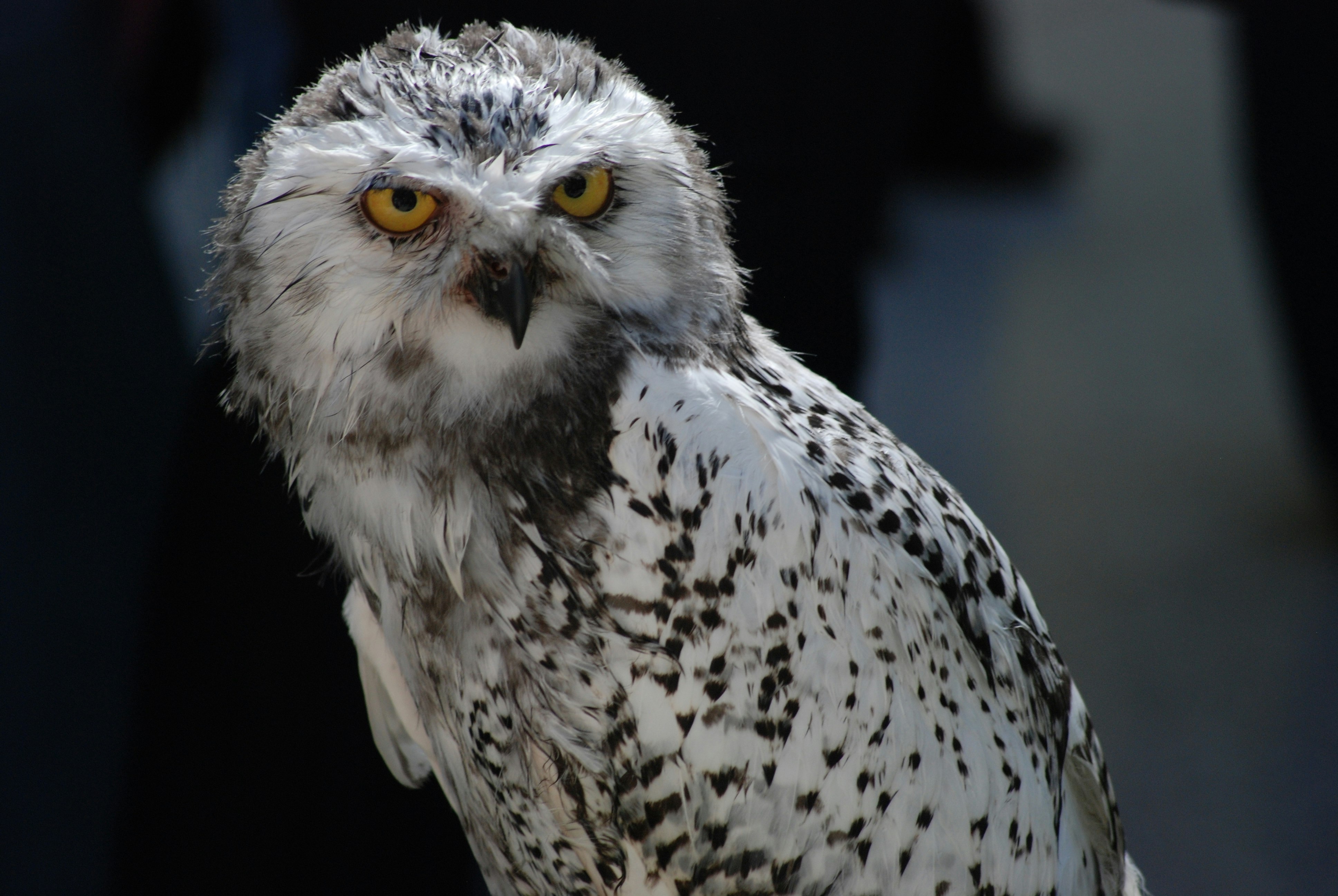 selective focus photography of owl