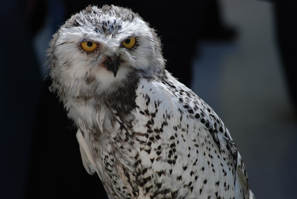 selective focus photography of owl