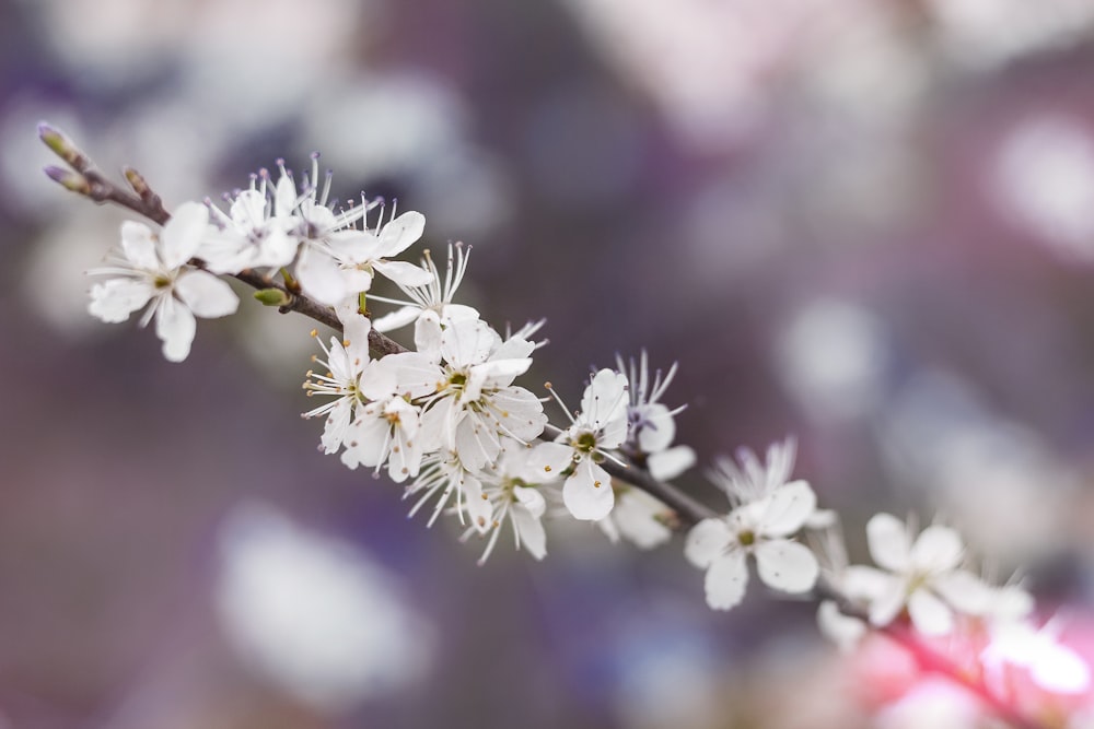 白い花の浅い焦点写真