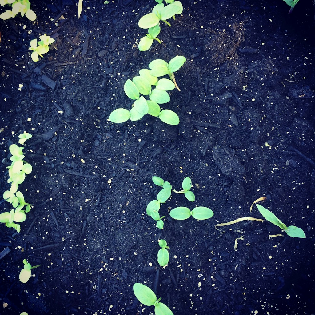 Fertilizante Orgánico
