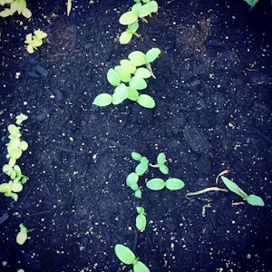 Fertilizante Orgánico