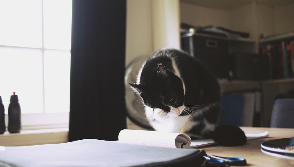 black cat scratching on table