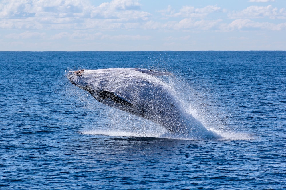 gray whale jumping on sea at daytime