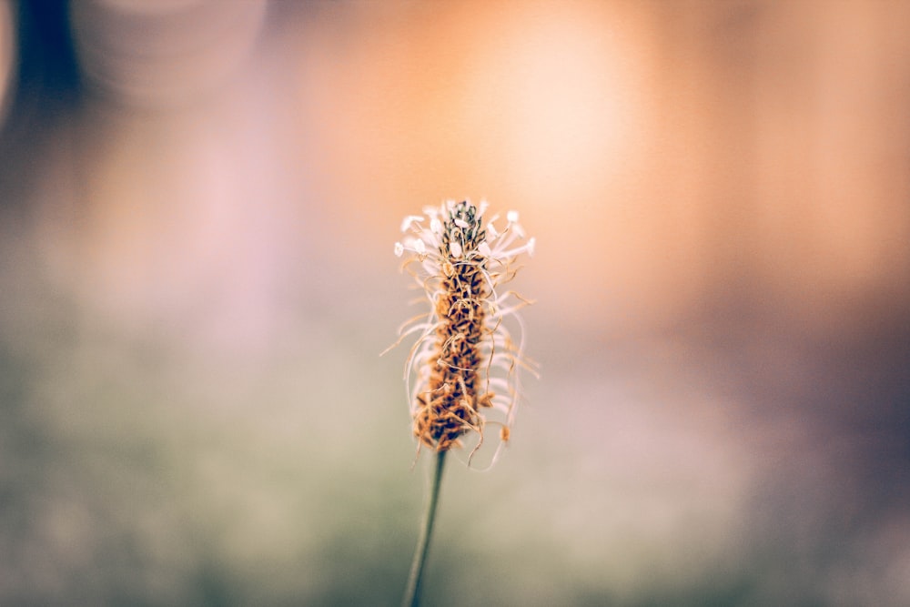 brown and white flower in tilt shift lens