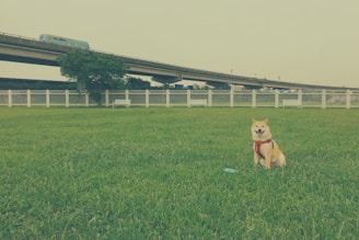 A dog wearing a red harness sits happily on a large expanse of grass. In the background, a blue train travels along a bridge. A white fence and a solitary tree are also visible under the cloudy sky.