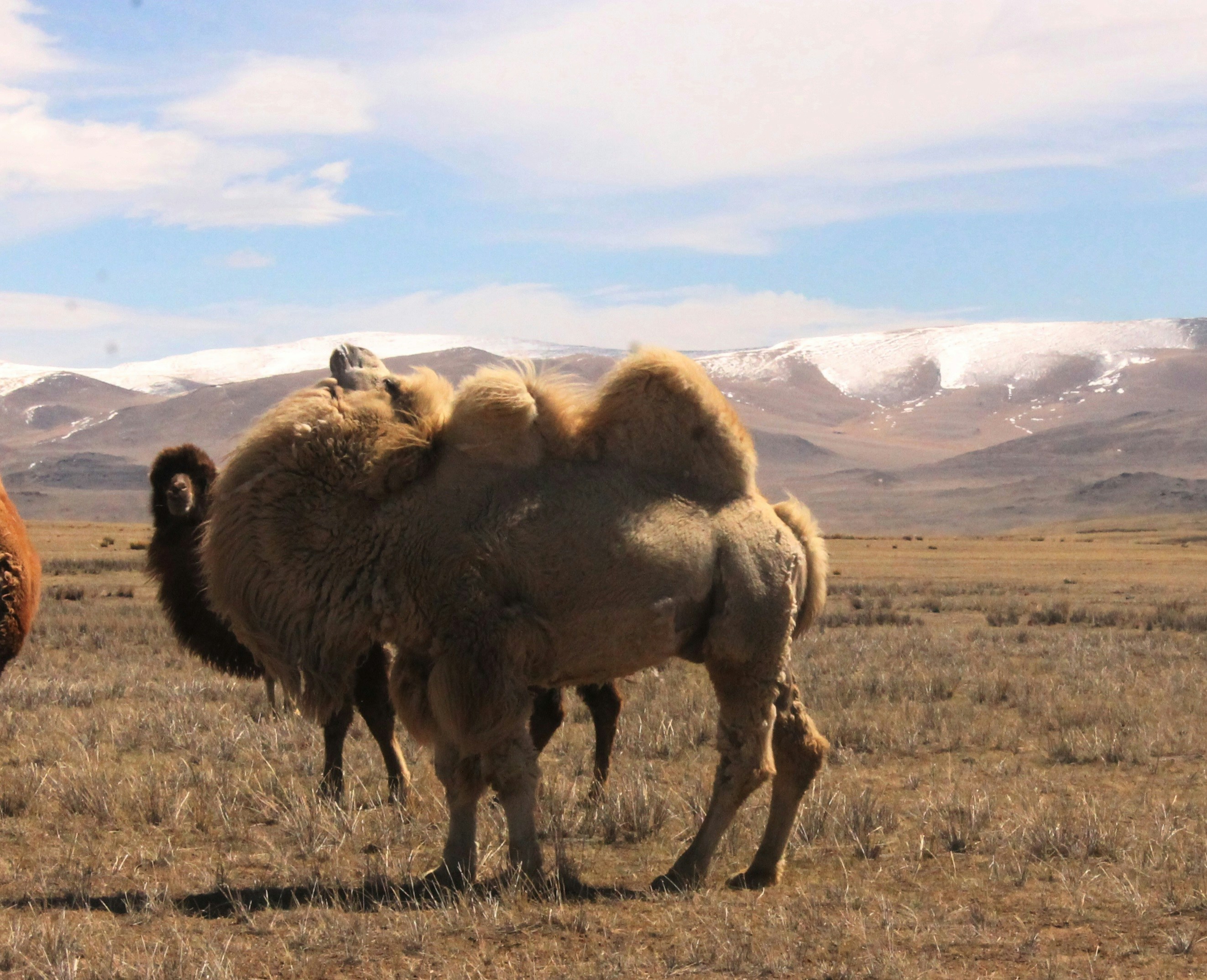 Free Unsplash photo from armana chakirchan