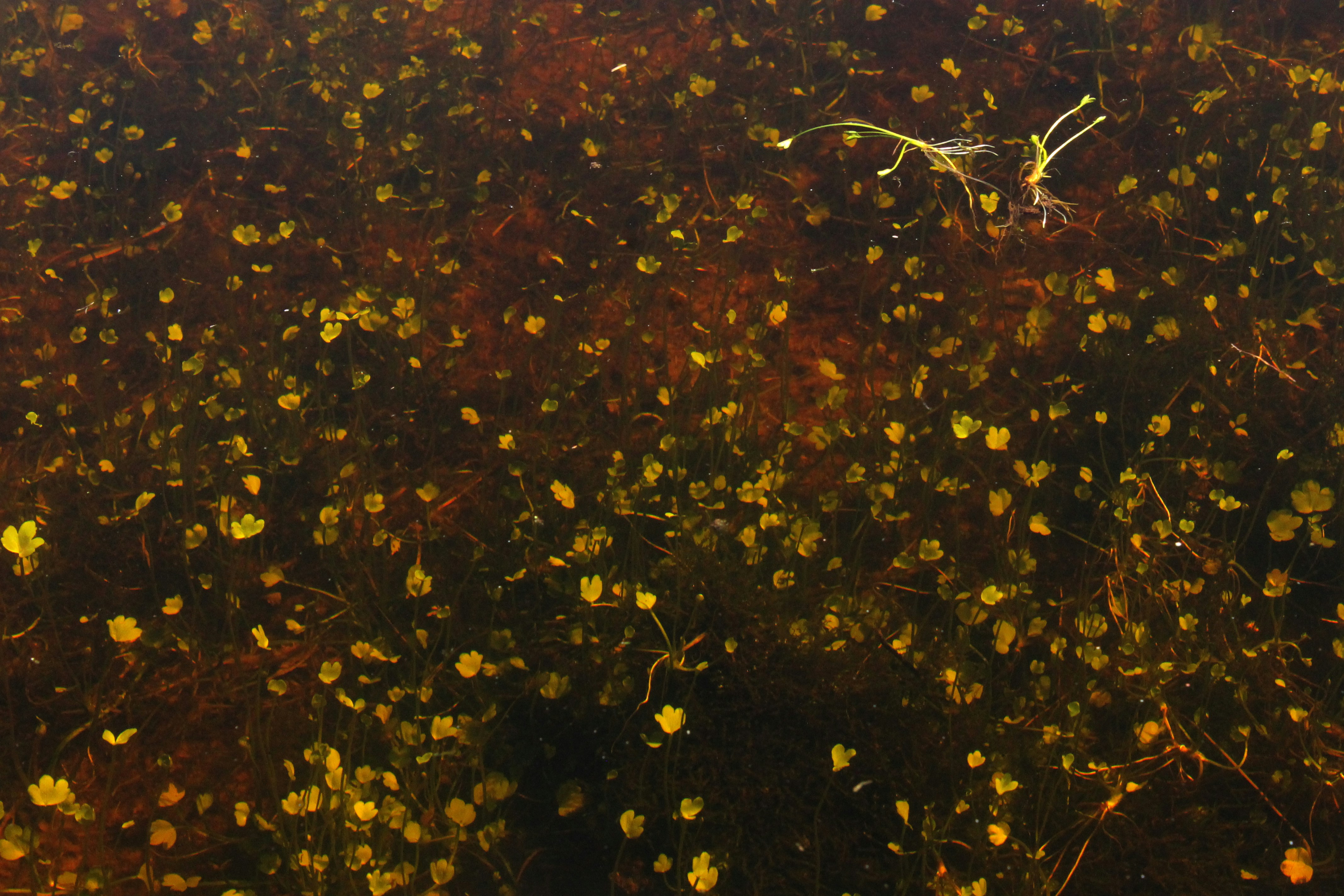 Free Unsplash photo from armana chakirchan