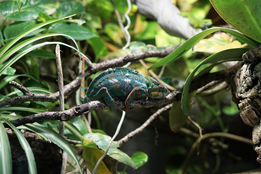 green animal on tree