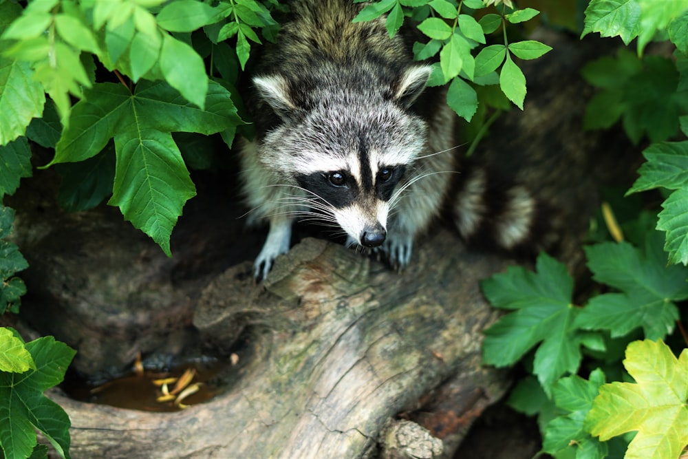 grauer und schwarzer Waschbär auf Baumstamm