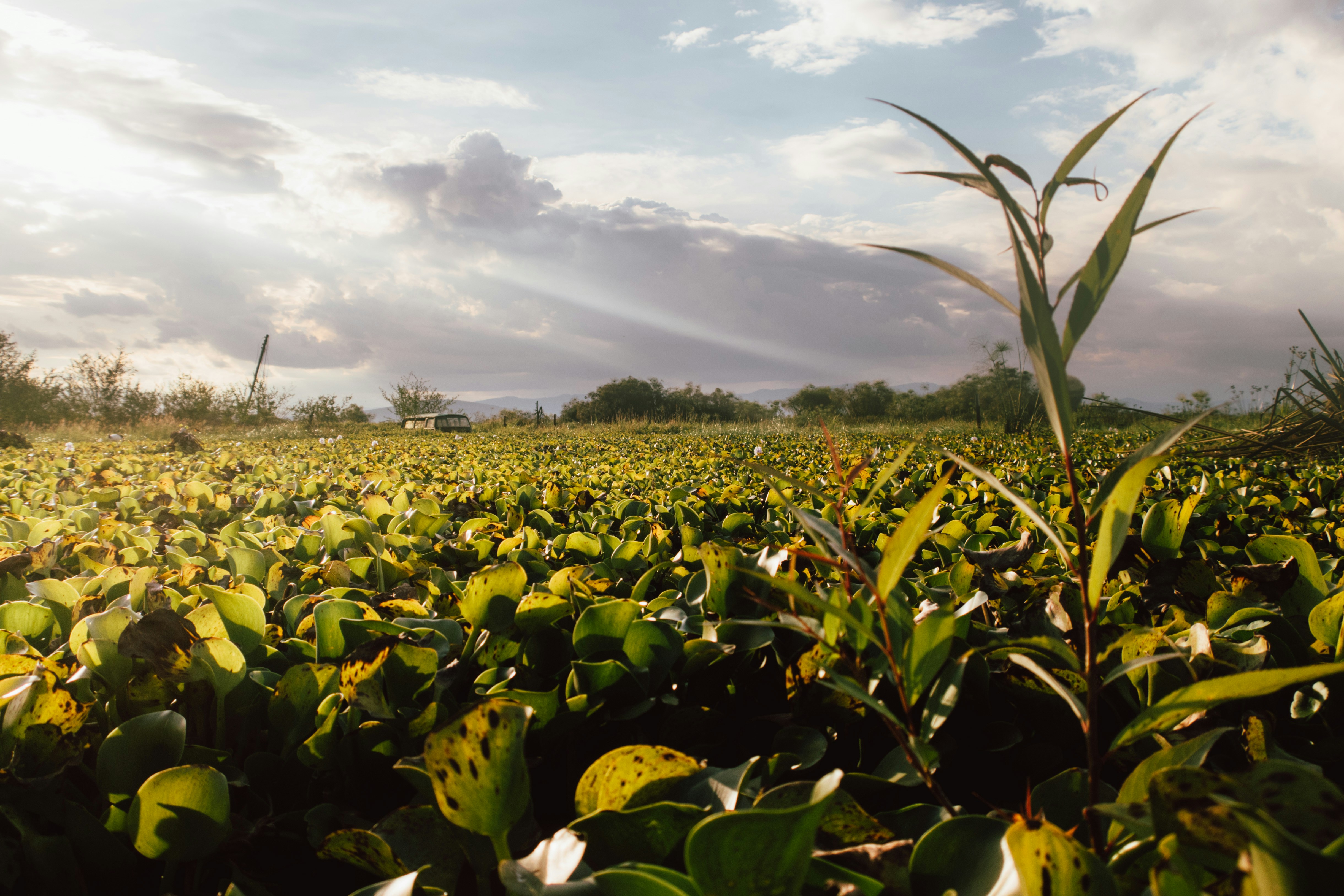 Free Unsplash photo from Ilias Ismanalijev