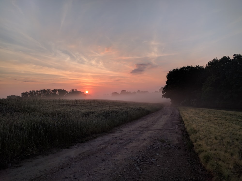 gray road between green grass during sunset