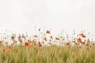 orange flowers