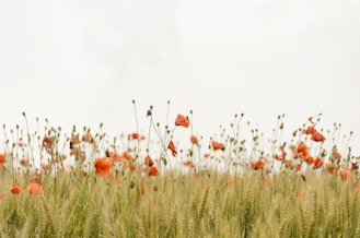 orange flowers