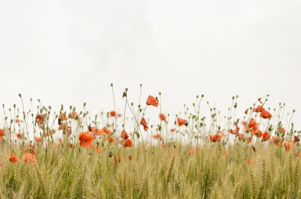 オレンジ色の花