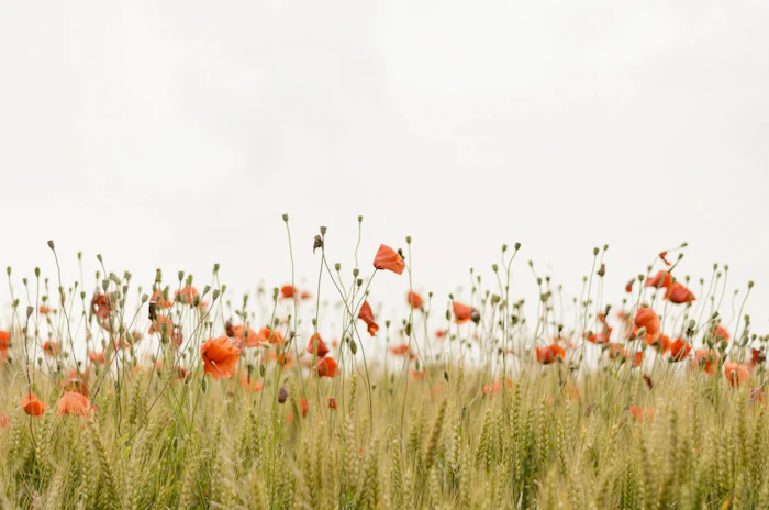 Flora