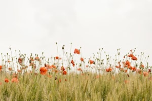 Nature's Palette