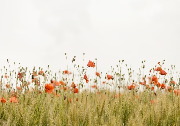 orange flowers