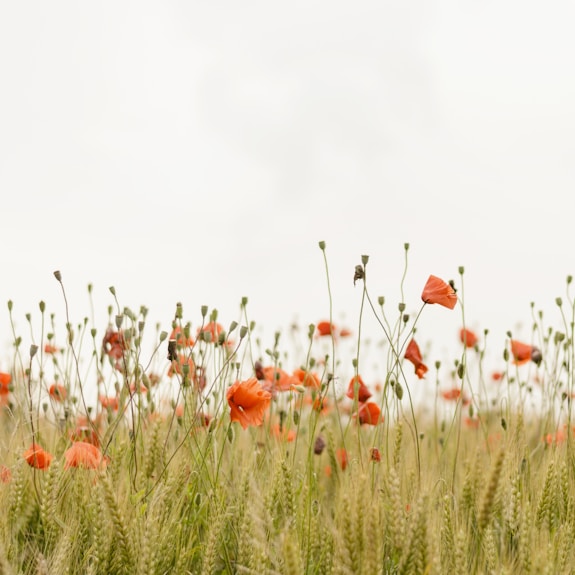 orange flowers