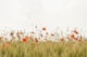Spring Meadow