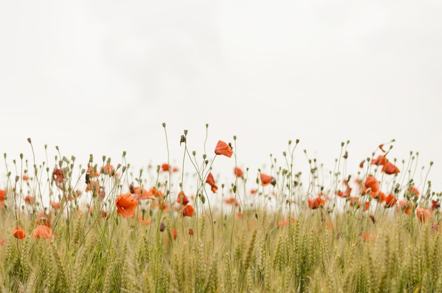 Prairie et forêt, Franches-Montagnes