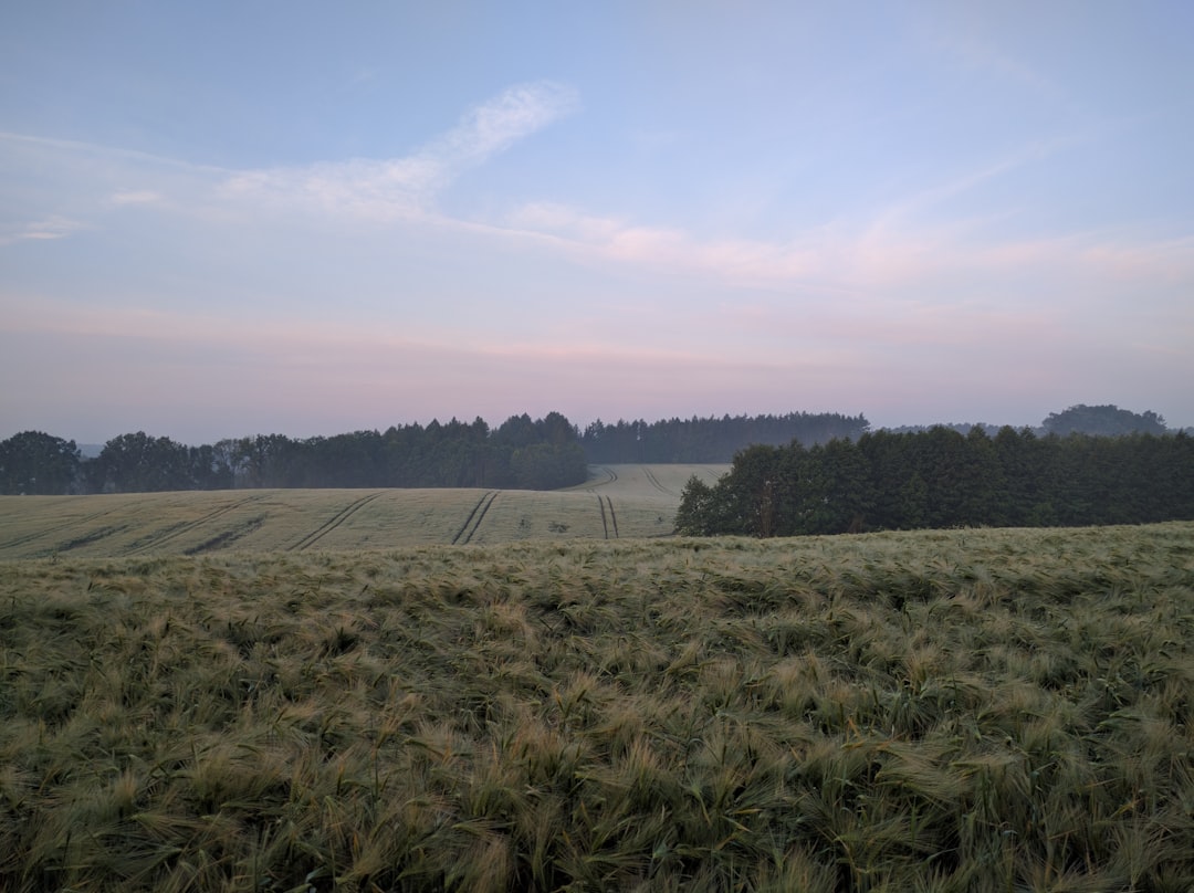 green grass field under blue and white sky