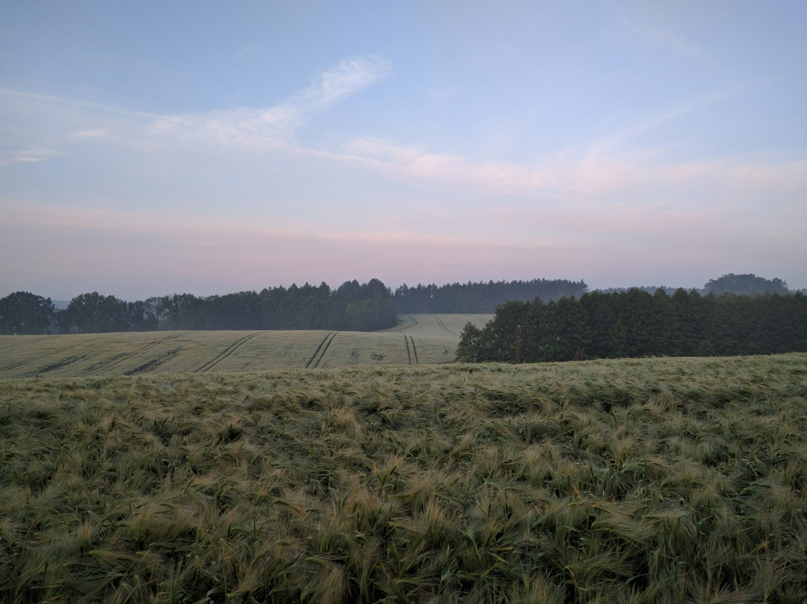 Google Nexus 6P sample photo. Green grass field under photography