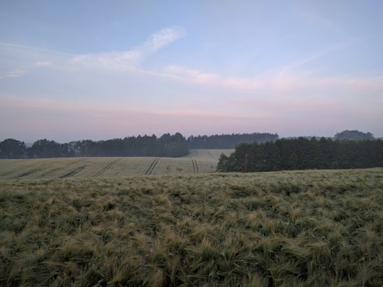 green grass field under blue and white sky in Wielowieś Poland