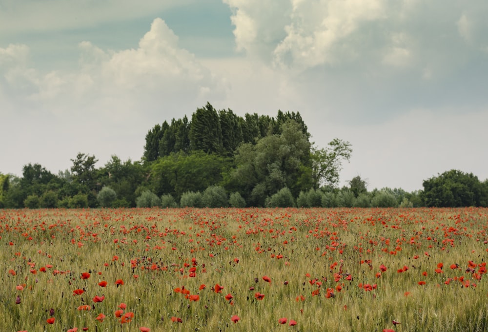 orange petaled flowers near green trees at daytime