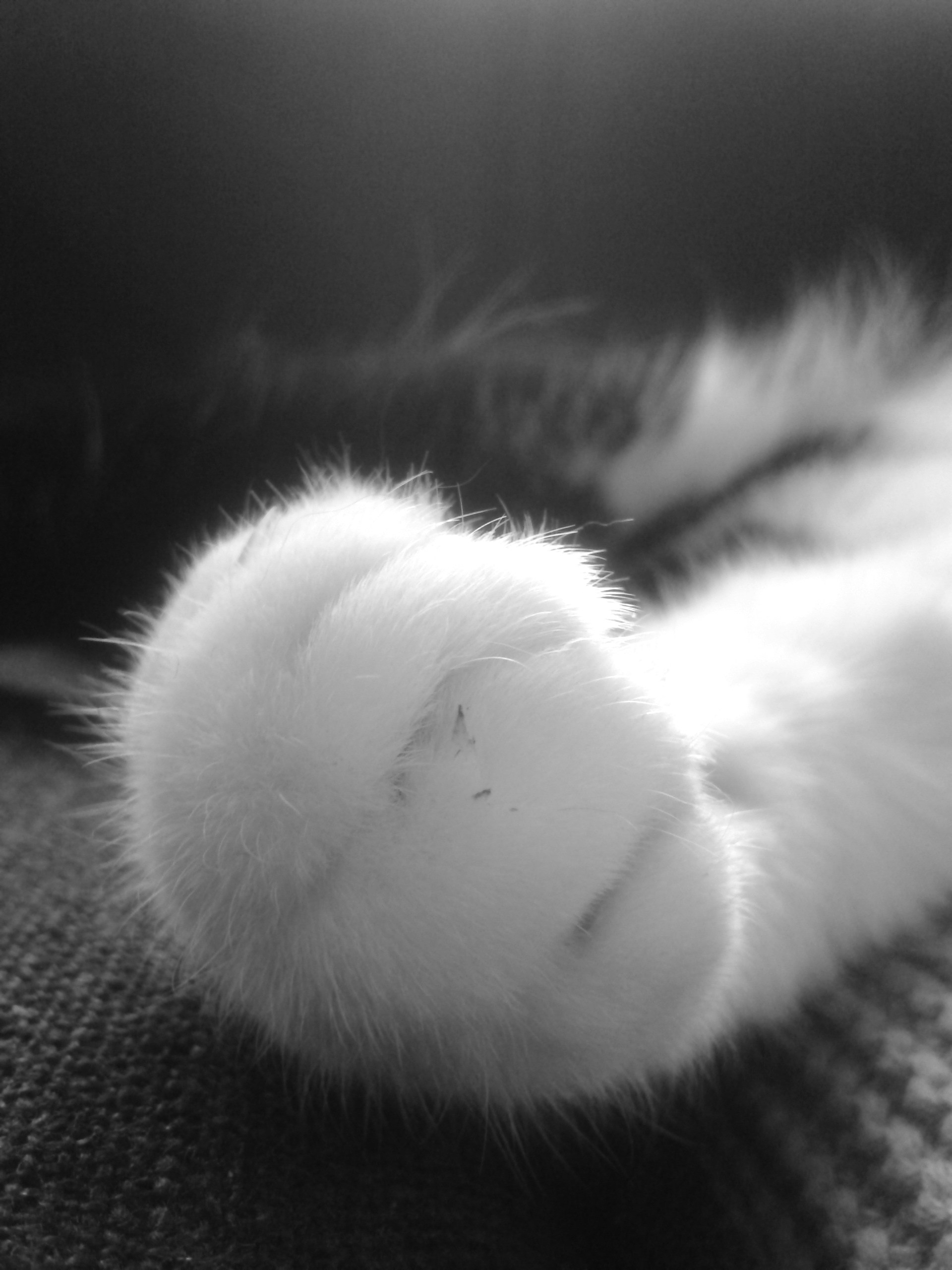 Free Unsplash photo from Karin Scholte