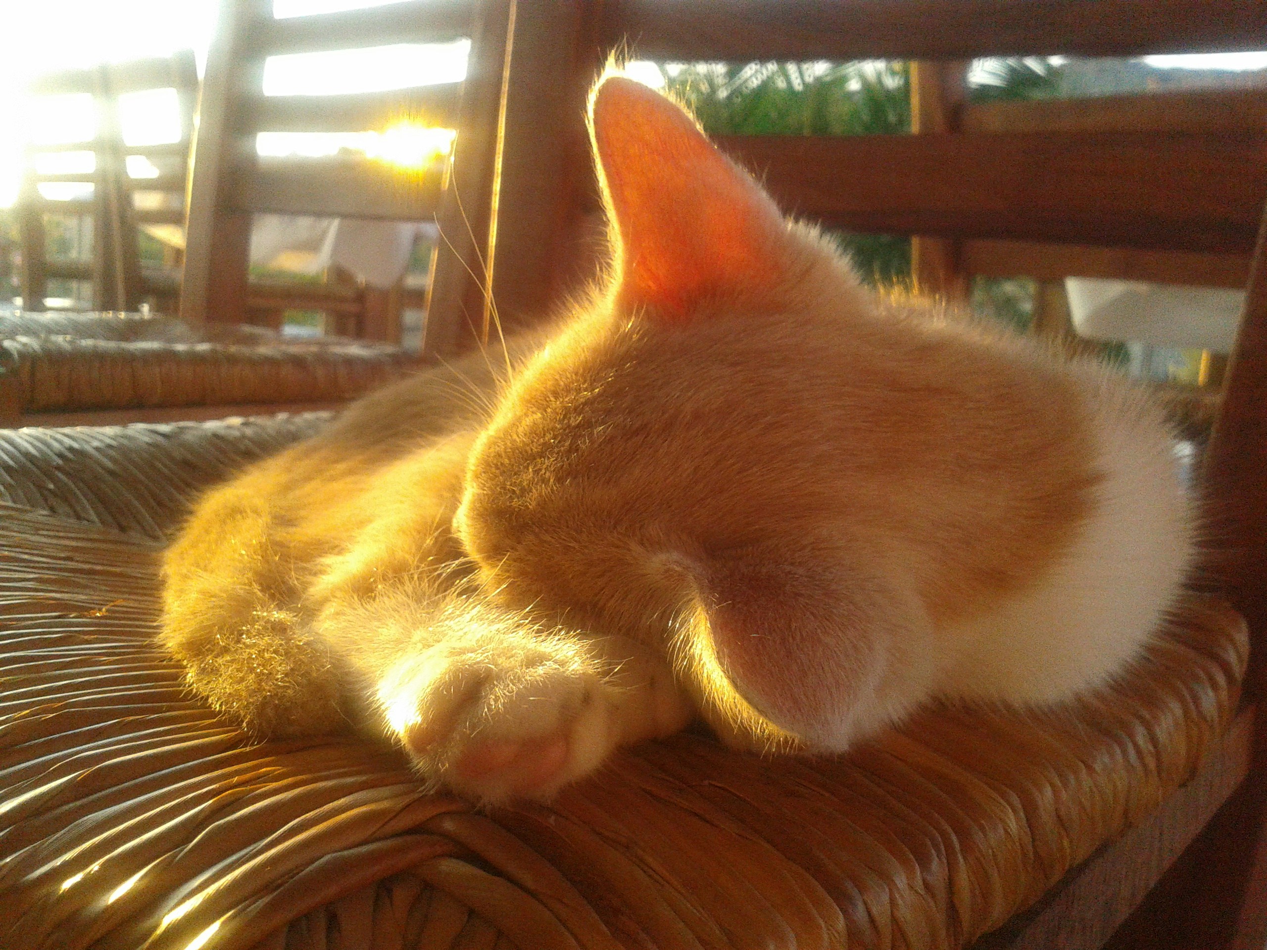 Free Unsplash photo from Karin Scholte