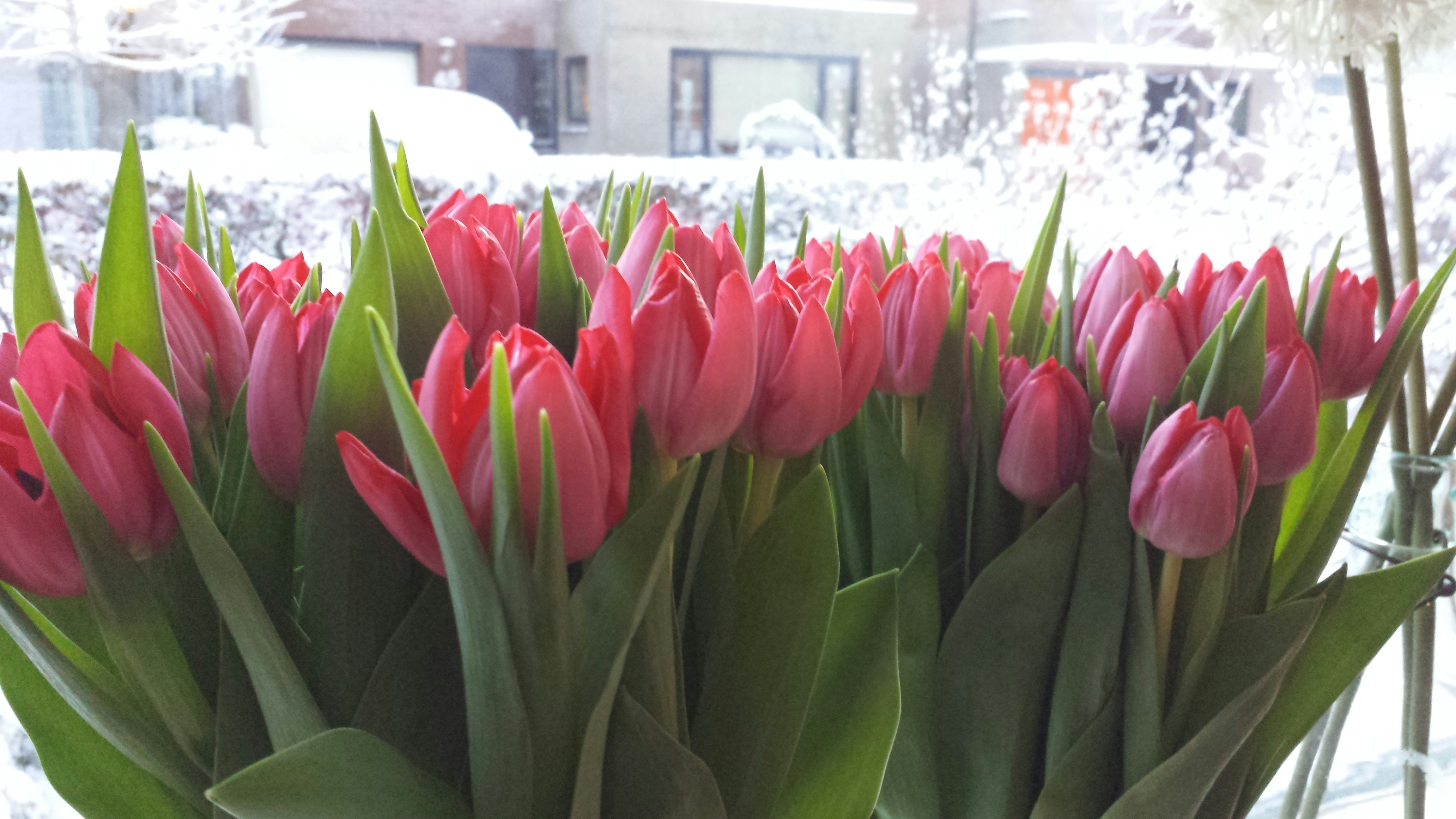 Free Unsplash photo from Karin Scholte