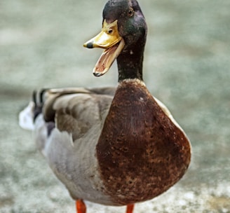 brown and white duck on gray concrete floor