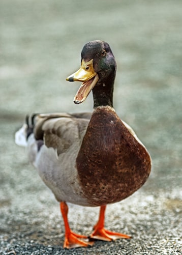 Duck Image from Unsplash